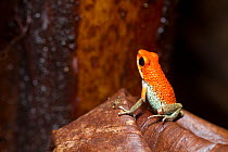 Granulated poison dart frog (Dendrobates granuliferus) Las Tardes, Costa Rica