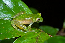 Glassfrog (Centrolenidae sp) Manuel Antonio National Park, Costa Rica