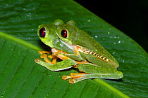 Red-eyed Tree Frog (Agalychnis callidryas) in amplexus, Manuel Antonio National Park, Costa Rica