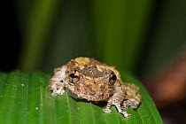 Boulenger's snouted tree frog (Scinax boulengeri) Manuel Antonio National Park, Costa Rica