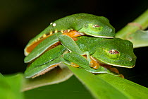 Red-eyed Tree Frog (Agalychnis callidryas) in amplexus, with eyes shut, Manuel Antonio National Park, Costa Rica