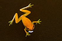 Treefrog (Dendropsopus sp) swimming, Manuel Antonio National park, Costa Rica