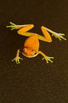 Treefrog (Dendropsophus sp) swimming in shallow water, Manuel Antonio National park, Costa Rica