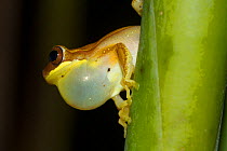 Frog (Dendropsophus sp) male sexual display with vocal sac inflated, Manuel Antonio National park, Costa Rica