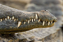 Nile crocodile (Crocodylus niloticus) close-up of teeth, Masai-Mara game reserve, Kenya