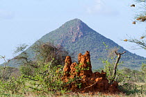 Termite hill, Samburu game reserve, Kenya, March 2010