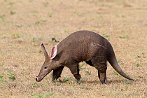 RF- Aardvark (Orycteropus afer) Masai-Mara Game Reserve, Kenya. (This image may be licensed either as rights managed or royalty free.)