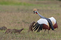 Banded mongoose (Mungos mungo) in confrontation with Grey Crowned Crane  (Balearica regulorum) Masai-Mara game reserve, Kenya