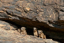 Rock hyrax (Procavia capensis) group under a rock, Lake Bogoria game reserve, Kenya