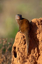 Dwarf mongoose (Helogale parvula) keeping lookout from a termite hill, Samburu game reserve, Kenya