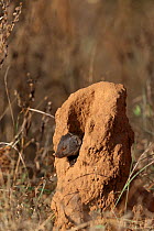 Dwarf mongoose (Helogale parvula) sitting in  termite hill, Samburu game reserve, Kenya