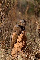 Dwarf mongooses (Helogale parvula) keeping lookout from a termite hill, Samburu game reserve, Kenya
