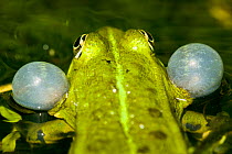 Green frog (Rana esculanta) male displaying  with vocal sacs inflated, Normandy, France