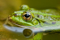 Green frog (Rana / Pelophylax esculanta) in a pool, Normandy, France