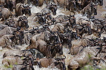 Wildebeest (Connochaetes taurinus) migration, herd crossing the Mara river, Masai-Mara game reserve, Kenya