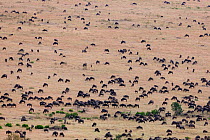 Wildebeest (Connochaetes taurinus) aerial view of migrating herds, Masai-Mara game reserve, Kenya