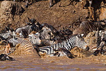 Wildebeest (Connochaetes taurinus) and Zebra (Equus quagga) migration, crossing the Mara river, Masai-Mara game reserve, Kenya