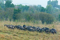 Wildebeest (Connochaetes taurinus) herd in the rain, Masai-Mara Game Reserve, Kenya