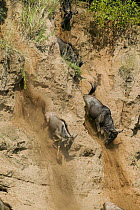 Wildebeest (Connochaetes taurinus) running for down steep bank of the Mara river during migration, Masai-Mara Game Reserve, Kenya