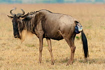 Wildebeest (Connochaetes taurinus) giving birth, Masai-Mara game reserve, Kenya