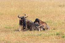 Wildebeest (Connochaetes taurinus) mother with baby just after birth, Masai-Mara game reserve, Kenya