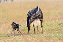 Wildebeest (Connochaetes taurinus) mother with baby standing just after birth, Masai-Mara game reserve, Kenya
