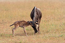 Wildebeest (Connochaetes taurinus) mother with baby just after birth, Masai-Mara game reserve, Kenya