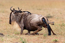 Wildebeest (Connochaetes taurinus) giving birth, with calf legs out, Masai-Mara game reserve, Kenya