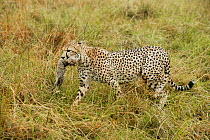 Cheetah (Acinonyx jubatus) mother carrying its cub a few days after birth, Masai-Mara Game Reserve, Kenya. Vulnerable species.