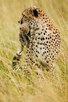Cheetah (Acinonyx jubatus) mother carrying its cub a few days after birth, Masai-Mara Game Reserve, Kenya. Vulnerable species.