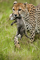 Cheetah (Acinonyx jubatus) mother carrying its cub aged 4 to 5 weeks, Masai-Mara Game Reserve, Kenya. Vulnerable species.