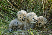 Cheetah (Acinonyx jubatus) cubs aged 5 weeks, Masai-Mara Game Reserve, Kenya. Vulnerable species.