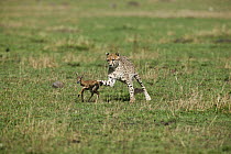 Cheetah (Acinonyx jubatus) female hunting a newborn Thomson's gazelle (Eudorcas thomsonii) Masai-Mara Game Reserve, Kenya. Vulnerable species.
