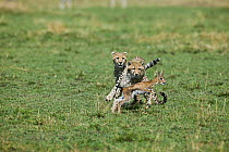 Young Cheetahs (Acinonyx jubatus) hunting a newborn Thomson's gazelle (Eudorcas thomsonii) Masai-Mara Game Reserve, Kenya