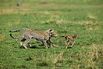 Young Cheetahs (Acinonyx jubatus)  hunting a newborn Thomson's gazelle (Eudorcas thomsonii) Masai-Mara Game Reserve, Kenya