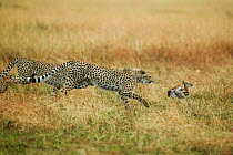 Cheetahs (Acinonyx jubatus) chasing young Thomson's Gazelle (Eudorcas thomsoni) Masai Mara, Kenya