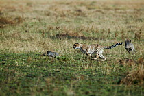 Cheetah (Acinonyx jubatus) hunting young warthog (Phacochoerus africanus) in turn being chased by warthog mother, Masai Mara, Kenya. Vulnerable species.