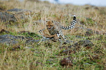 Cheetah (Acinonyx jubatus) hunting young Thomson's gazelle (Eudorcas thomsoni) Masai Mara, Kenya. Vulnerable species.