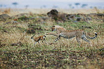 Cheetah (Acinonyx jubatus) cub aged 9 months chasing a newborn Thomson's gazelle Masaai (Eudorcas thomsonii) Masai-Mara Game Reserve, Kenya. Vulnerable species.