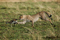 Cheetah (Acinonyx jubatus) cub aged 9 months chasing a newborn Thomson's gazelle Masaai (Eudorcas thomsonii) Masai-Mara Game Reserve, Kenya. Vulnerable species.