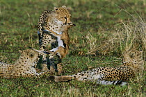 Cheetah (Acinonyx jubatus) cub aged 9 months carrying a newborn Thomson's gazelle Masaai (Eudorcas thomsonii) whilst others rest, Masai-Mara Game Reserve, Kenya. Vulnerable species.