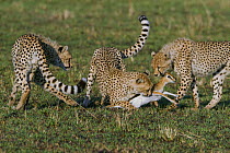 Cheetah (Acinonyx jubatus) cubs aged 9 months  with newborn Thomson's gazelle (Eudorcas thompsoni) prey, Masai-Mara Game Reserve, Kenya. Vulnerable species.
