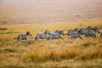 Cheetah (Acinonyx jubatus) juvenile chasing a zebra (Equus quagga) herd, Masai-Mara Game Reserve, Kenya. Vulnerable species.
