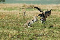 Cheetah (Acinonyx jubatus) cub aged 14 months chasing a Lappet faced vulture (Torgos tracheliotos) Masai-Mara Game Reserve, Kenya. Vulnerable species.