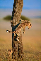 Cheetah (Acinonyx jubatus) cubs aged 2 months playing and climbing tree, Masai-Mara Game Reserve, Kenya. Vulnerable species.