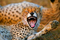 Cheetah (Acinonyx jubatus) cub aged 6 months yawning, Masai-Mara Game Reserve, Kenya. Vulnerable species.