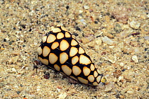 Marble cone shell (Conus marmoreus) Restorf Island, Kimbe Bay, New Britain, Papua New Guinea. Bismarck Sea / Western Pacific Ocean  (Non-ex).