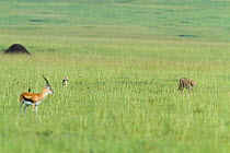 Cheetah (Acinonyx jubatus)  walking in front of a Black backed jackal (Canis mesomelas) and a Thomson's gazelle (Eudorcas thomsoni) Masai-Mara Game Reserve, Kenya. Vulnerable species.