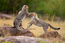RF- Cheetah (Acinonyx jubatus) cubs playing, Masai-Mara Game Reserve, Kenya. Vulnerable species. (This image may be licensed either as rights managed or royalty free.)