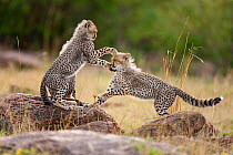 Cheetah (Acinonyx jubatus) cubs playing, Masai-Mara Game Reserve, Kenya. Vulnerable species.